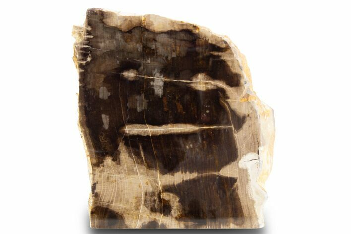 Polished, Petrified Wood (Metasequoia) Stand Up - Oregon #302942